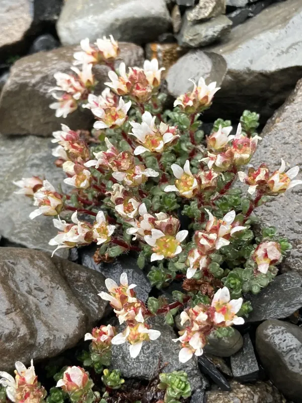 Saxifraga biflora