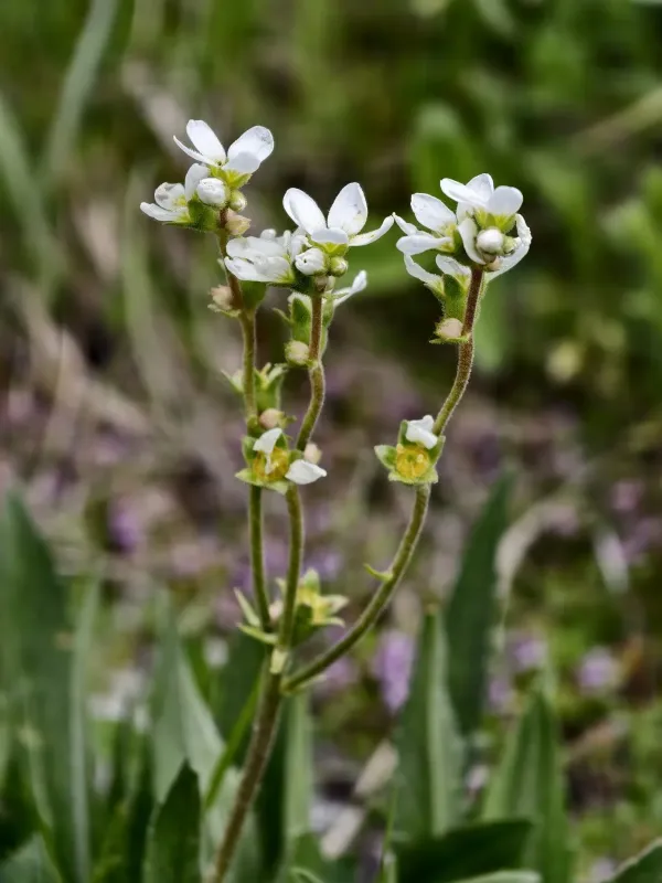 Bulbous saxifrage