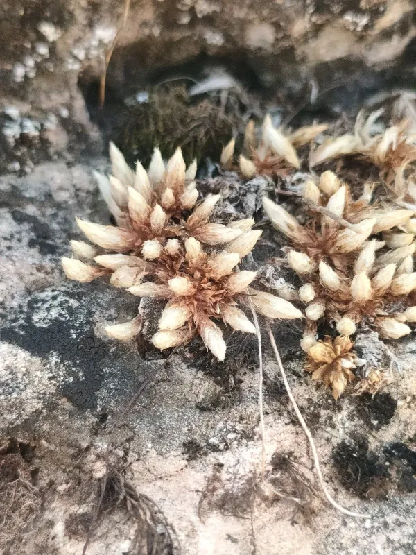 Saxifraga conifera