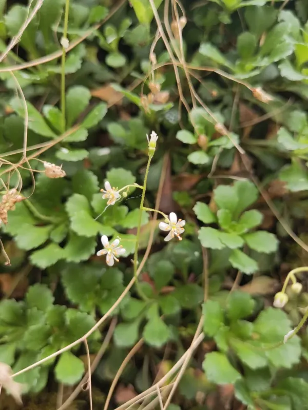 Wedge-leaved saxifrage