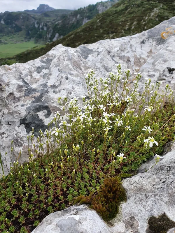 Channelled saxifrage