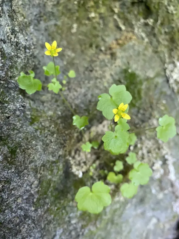 Saxifraga cymbalaria