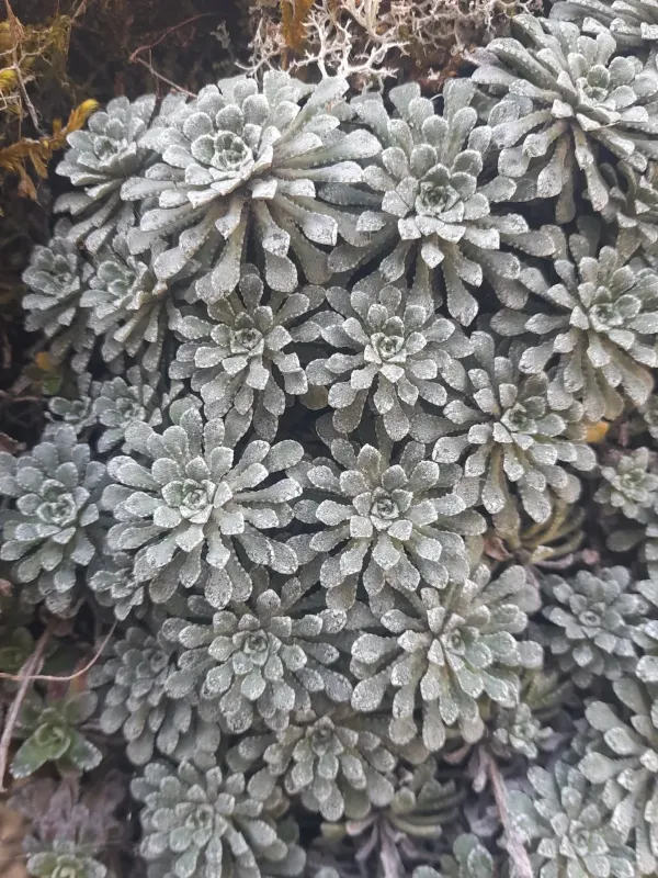 Saxifraga cochlearis