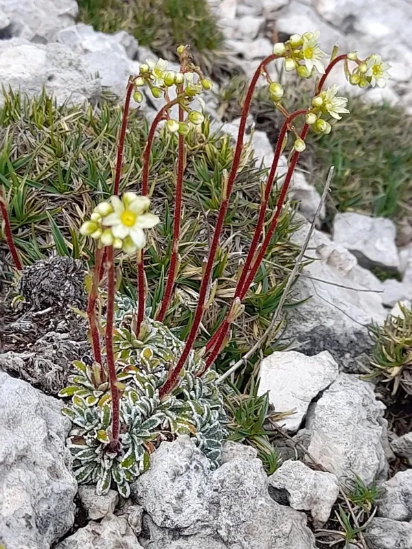 Saxifraga crustata