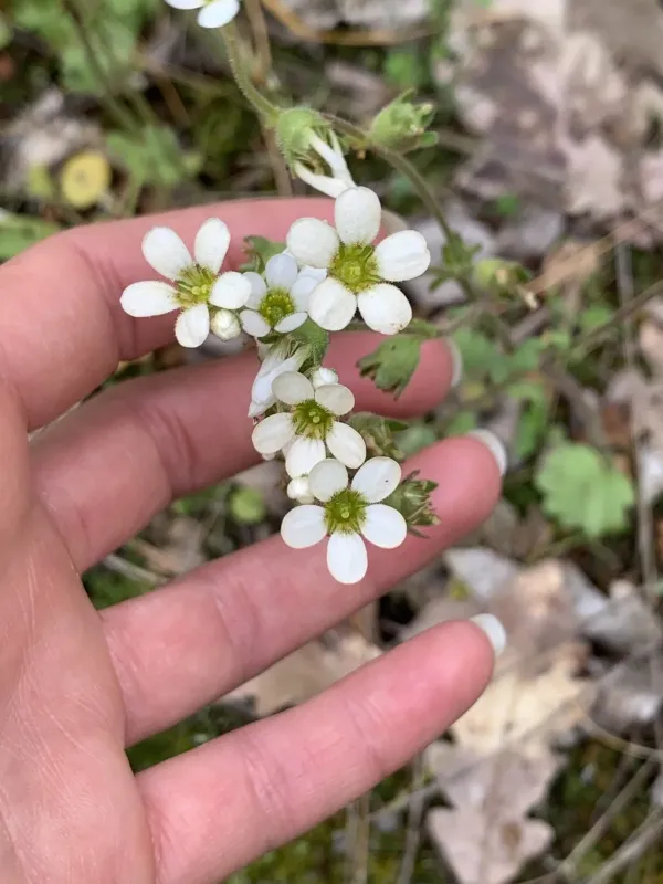 Saxifraga carpetana
