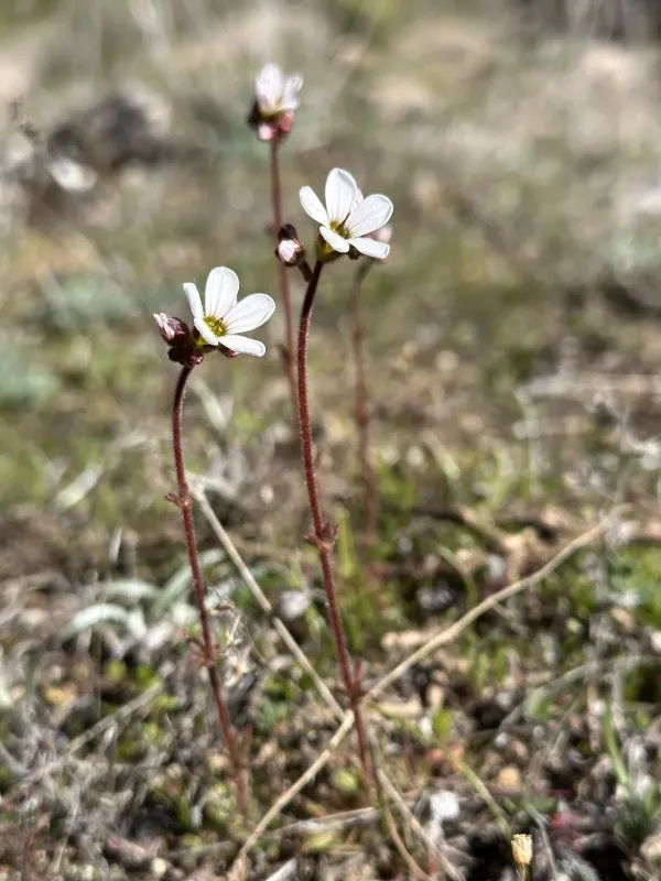 Dichotomous saxifrage