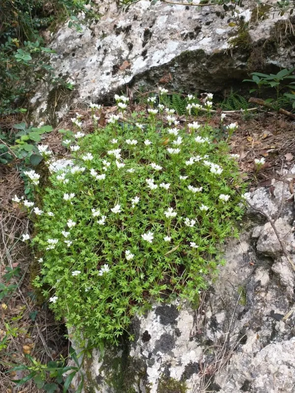 Fragile saxifrage