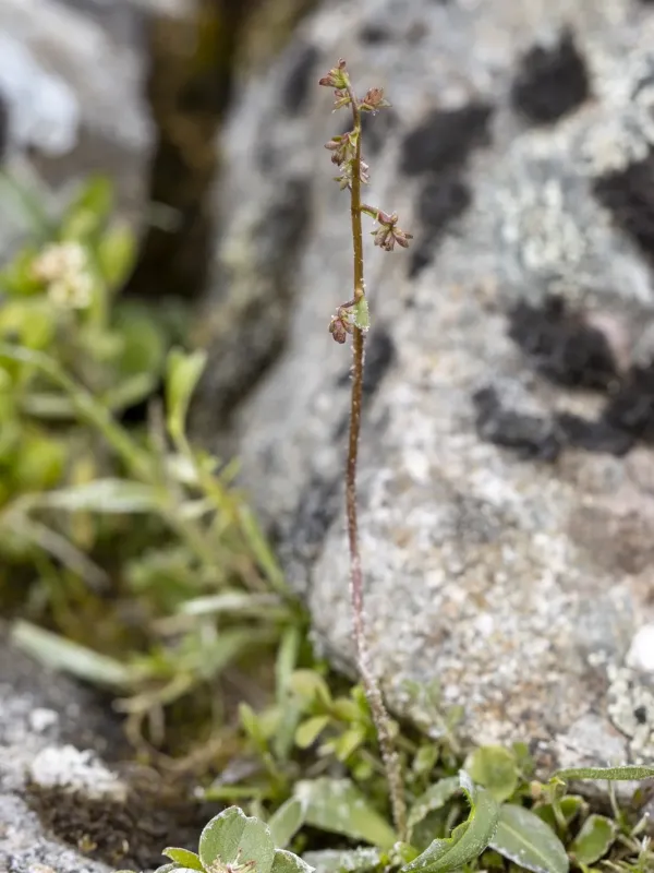 Leafy saxifrage