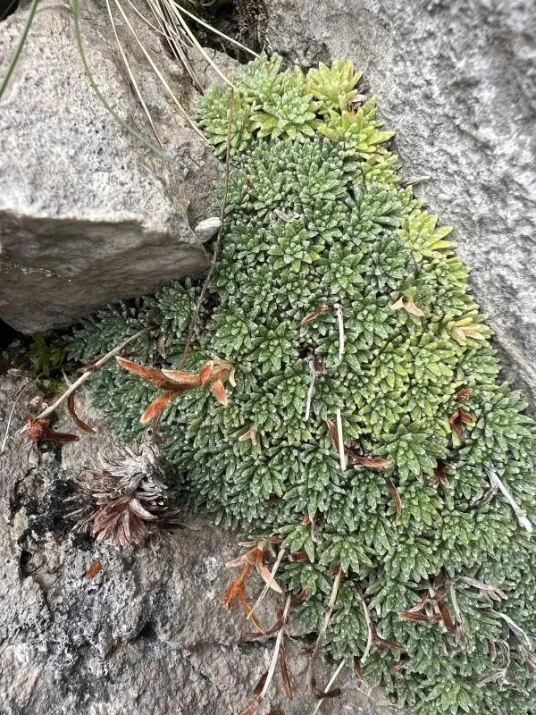 Saxifraga felineri