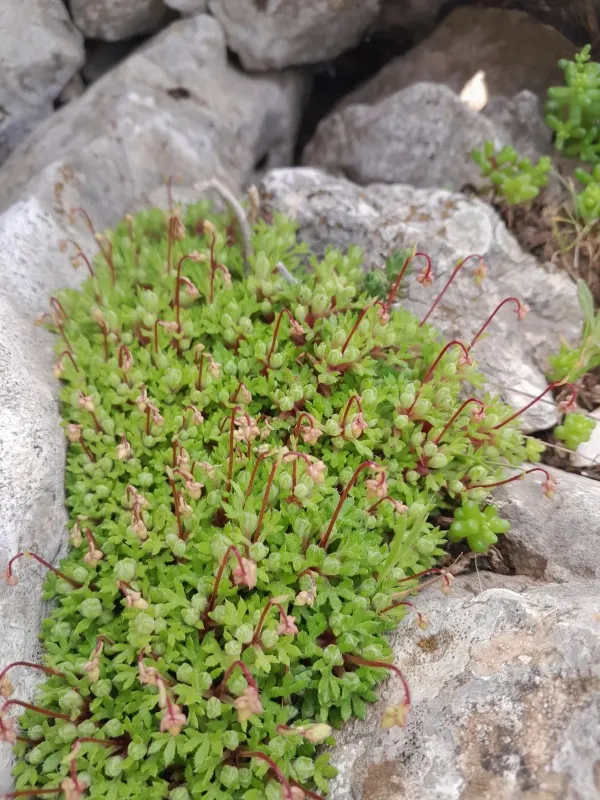 Saxifraga globulifera