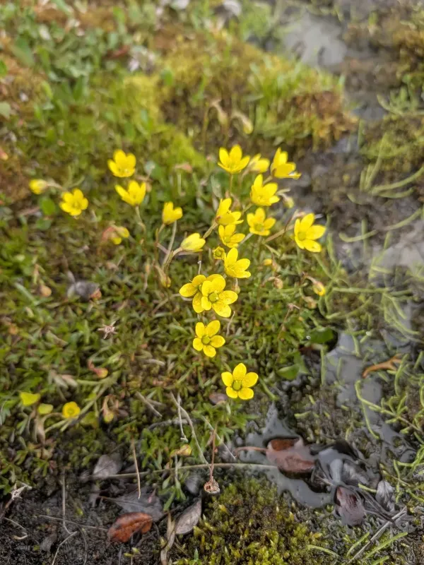 Yellow marsh saxifrage