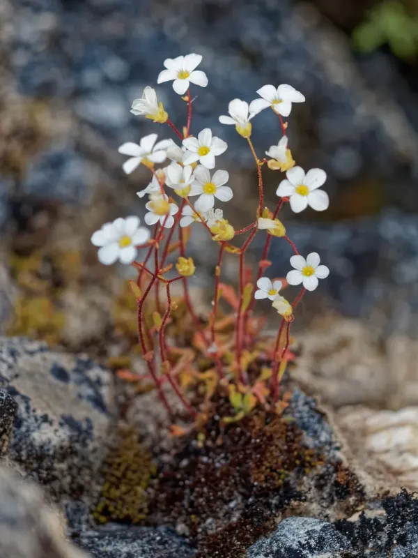 Saxifraga haenseleri