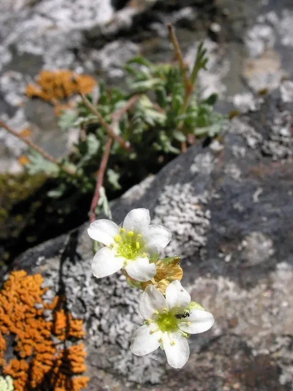 Intricate saxifrage