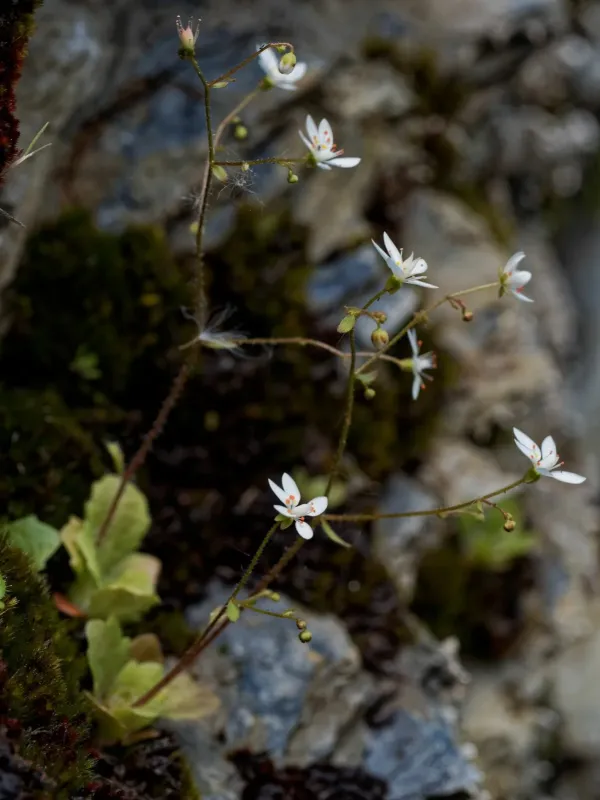 Scaly saxifrage