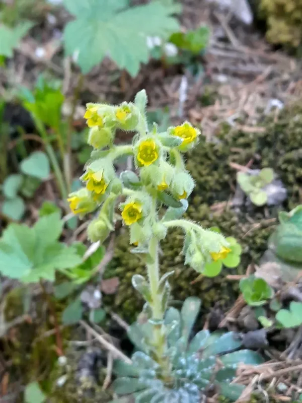 Yellow-green saxifrage