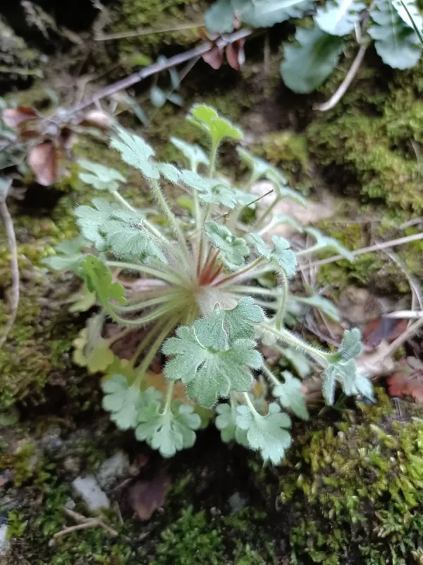 Saxifraga latepetiolata