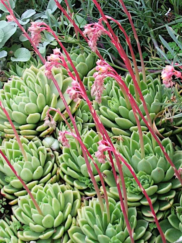 Echeveria gilva peacockii