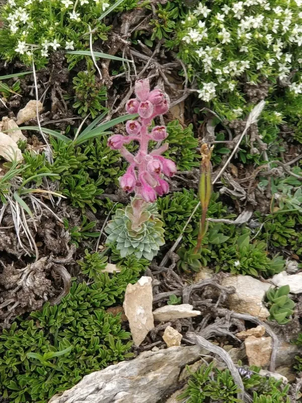 Saxifraga media