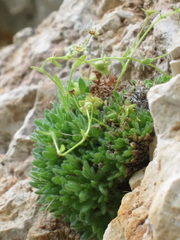 Saxifraga presolanensis