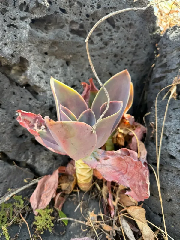 Graptoveria
