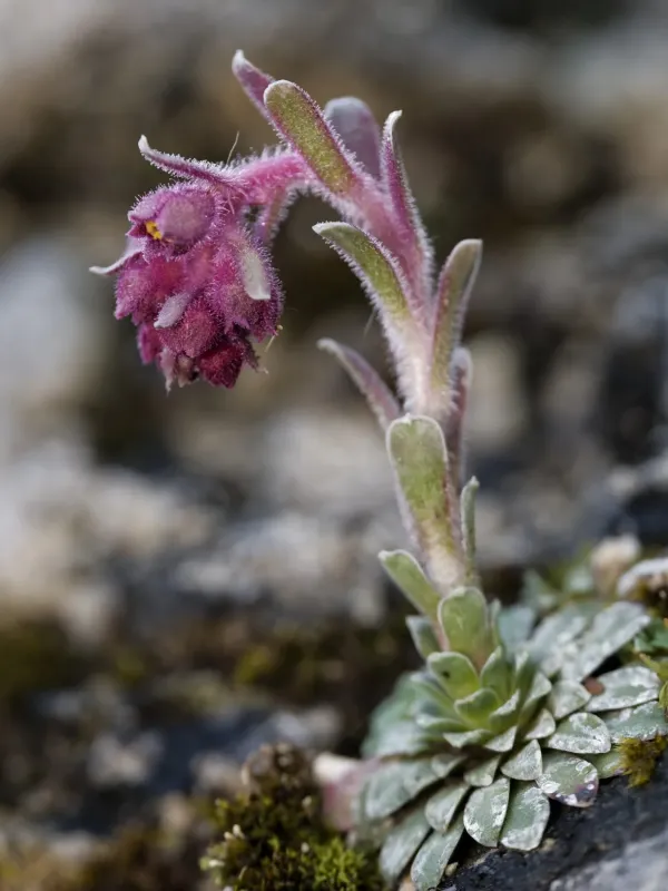 Saxifraga porophylla