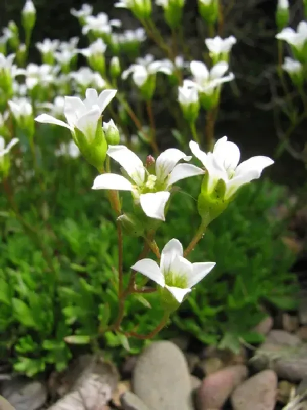 Saxifraga portosanctana