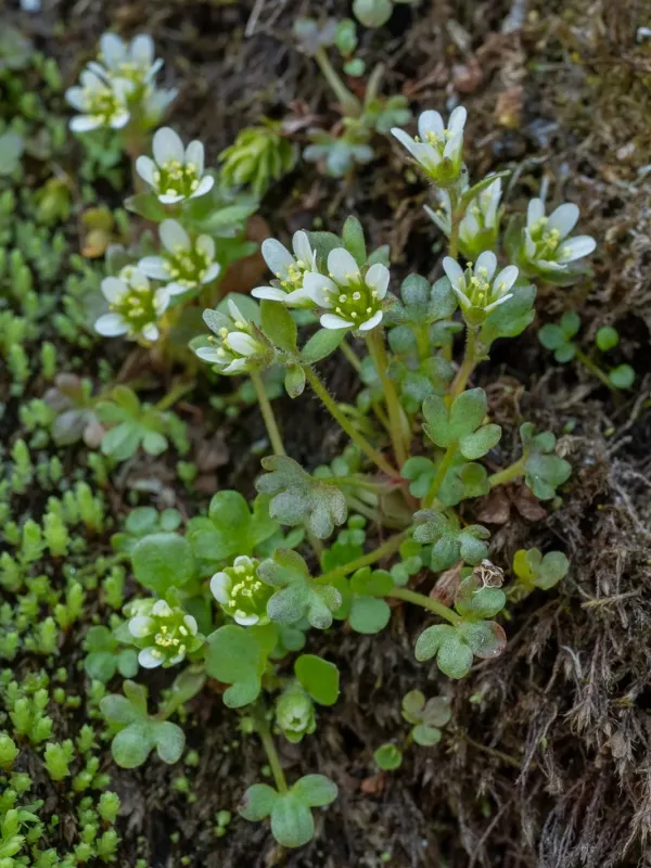 Brook saxifrage
