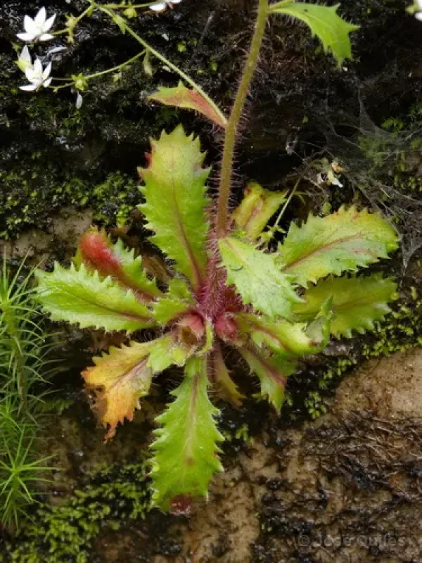 Saxifraga rigoi