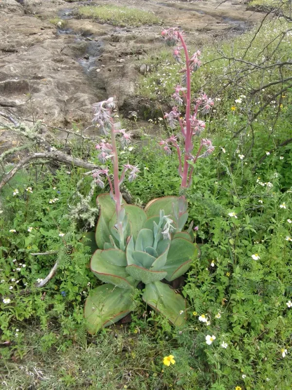 Echeveria gigantea x pulidonis
