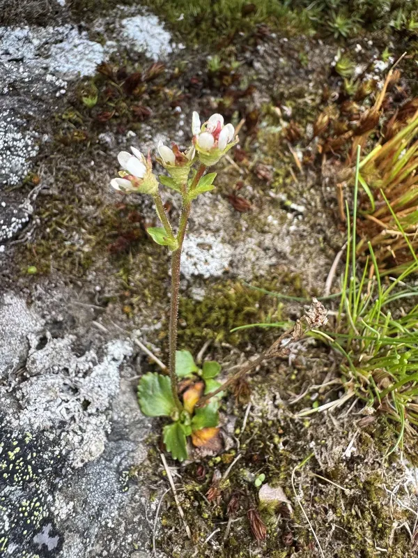 Saxifraga tenuis