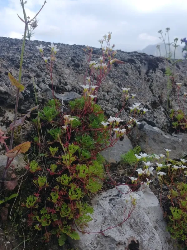 Saxifraga trifurcata