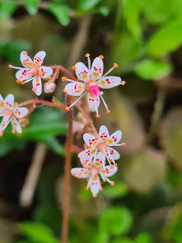 Kidney saxifrage