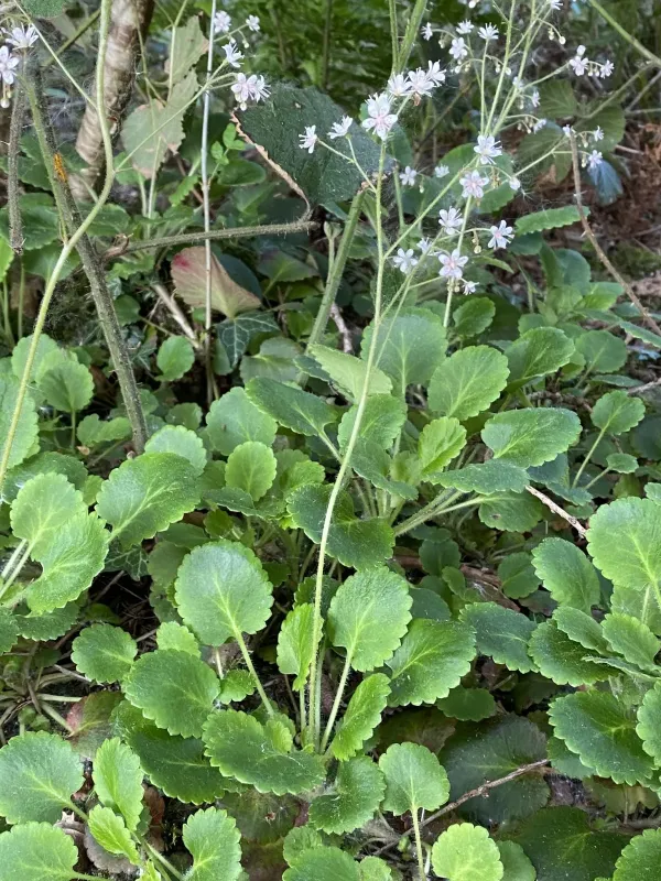 Polished saxifrage