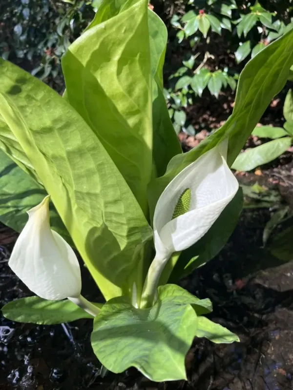 Asian skunk cabbage