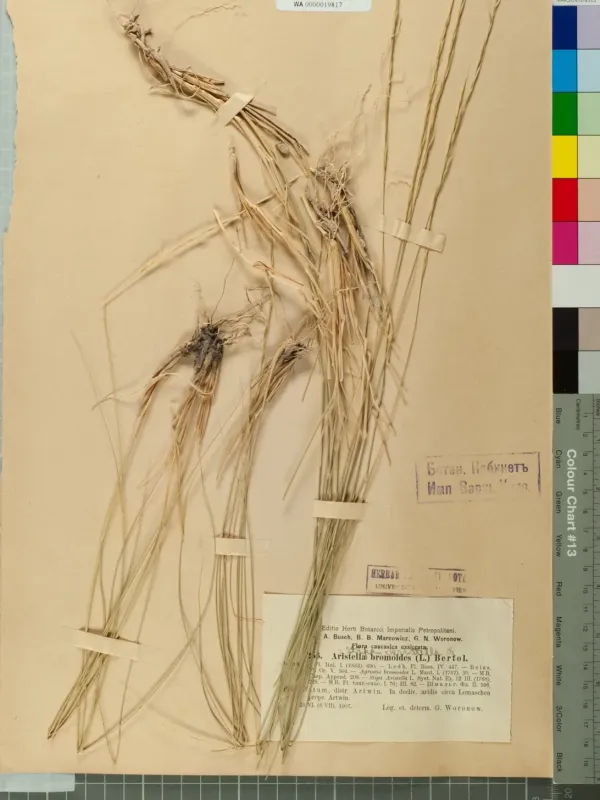 Stipa bromoides