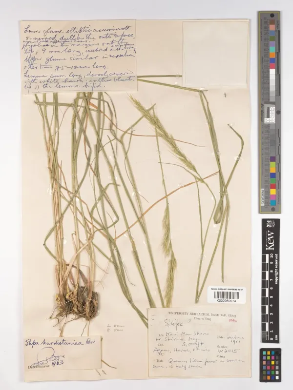 Kurdistan feather grass