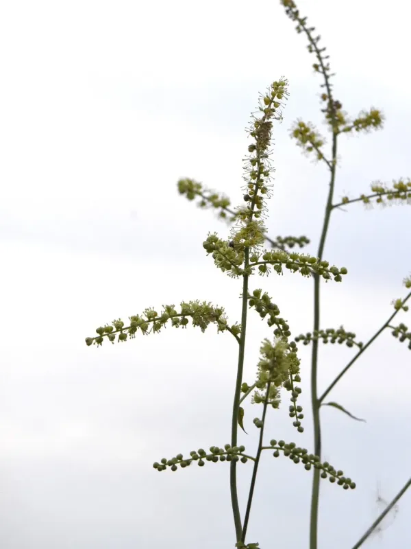 Black cohosh