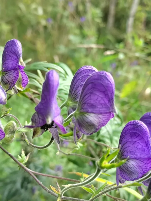 Aconitum volubile