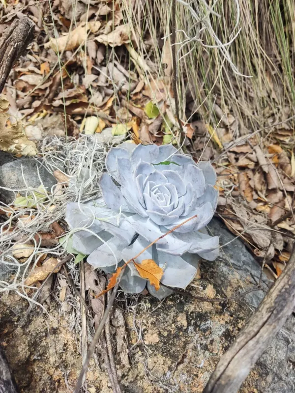 Ghost Echeveria