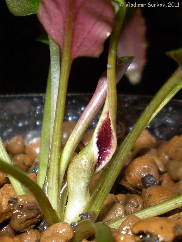 Cryptocoryne pygmaea