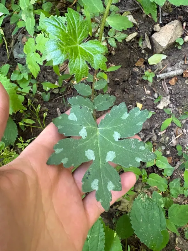 Hydrophyllum canadense