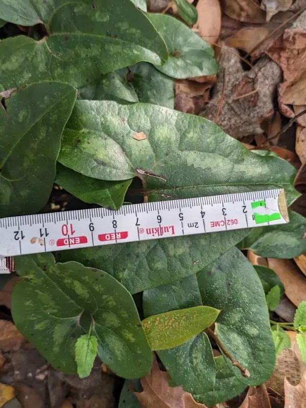 Arrow-leaf wild ginger