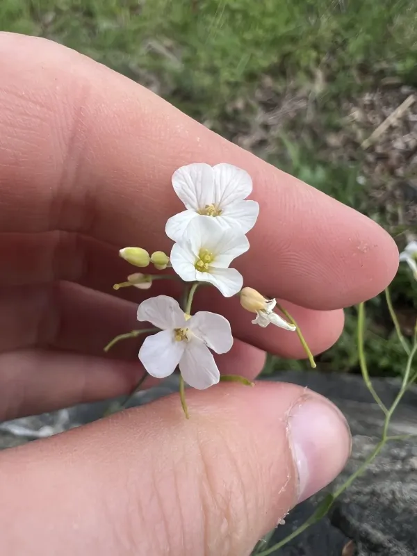 Arabidopsis lyrata