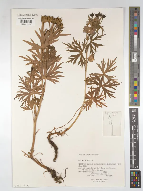 Aconitum kitadakense