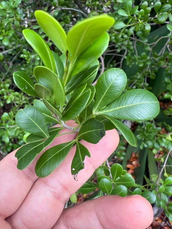 White ironwood