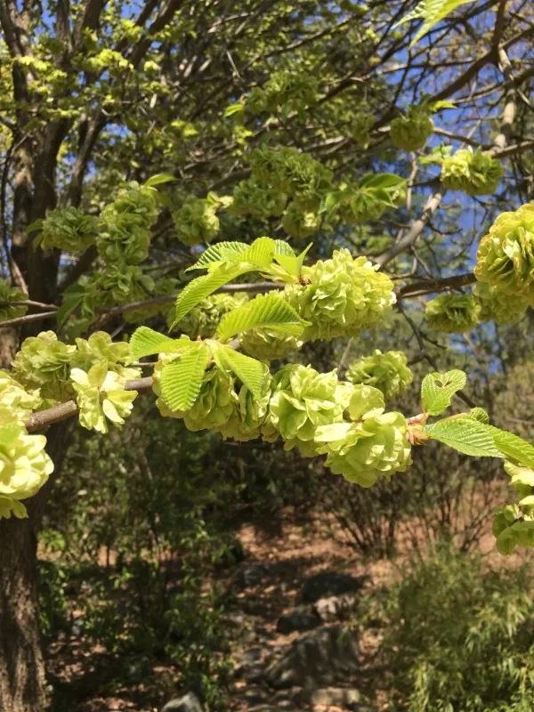Chenmou elm