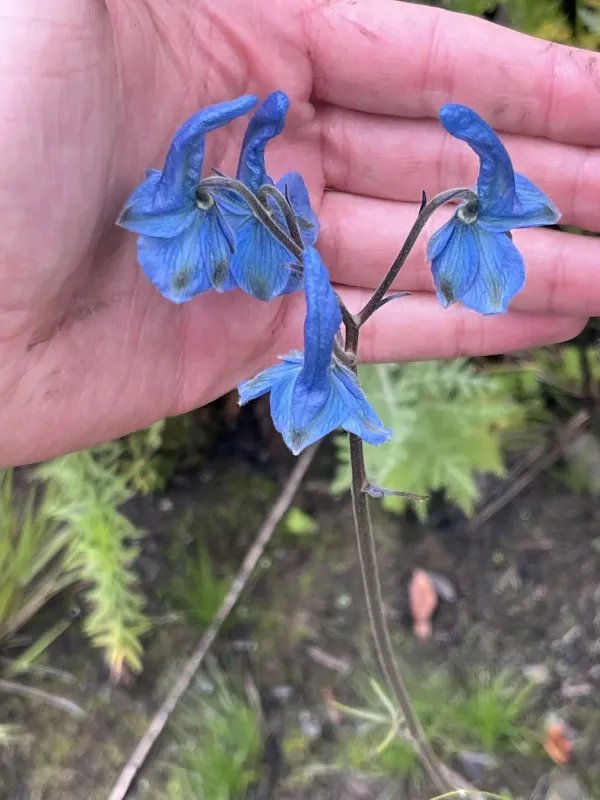 Delphinium macrocentrum
