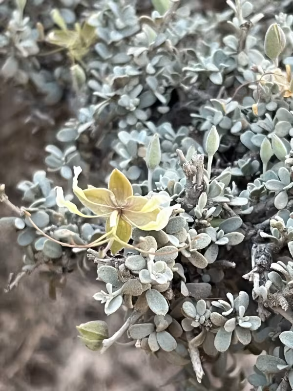 Cadaba farinosa