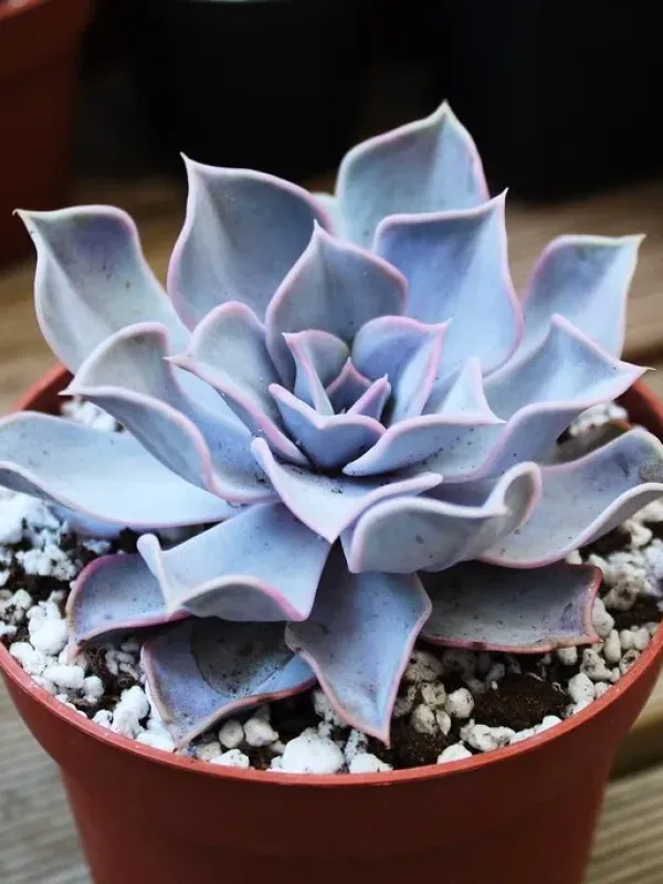 Echeveria lilacina x parva