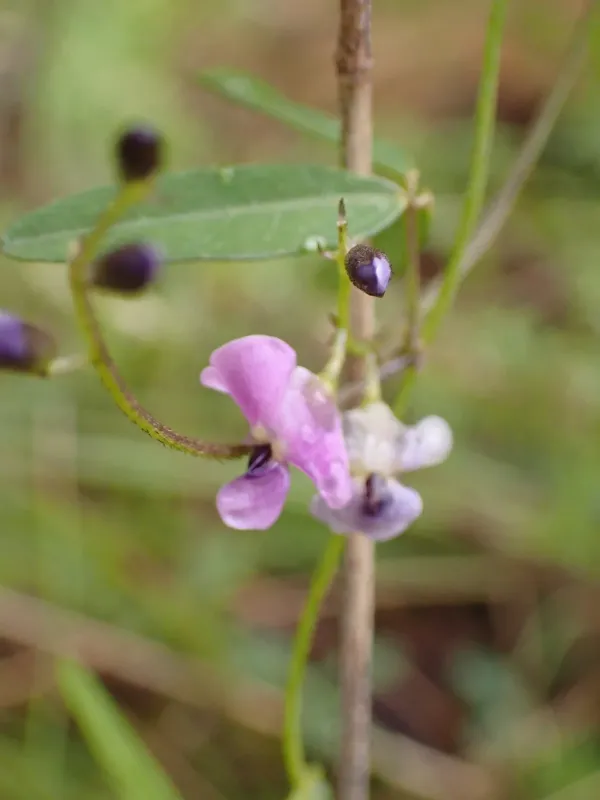 Glycine microphylla